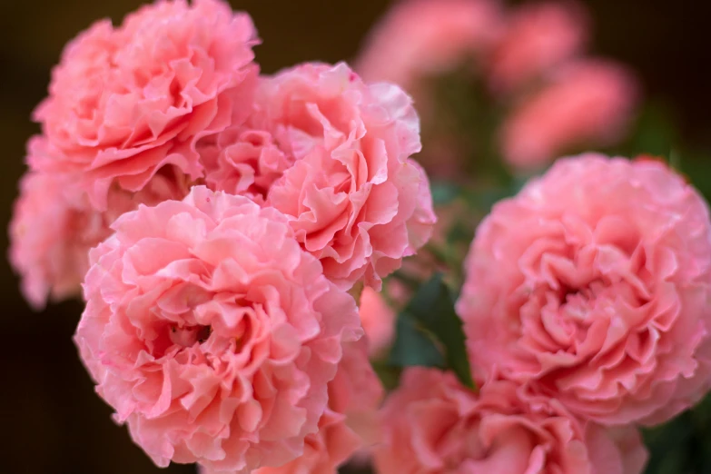 a group of flowers that are in the water