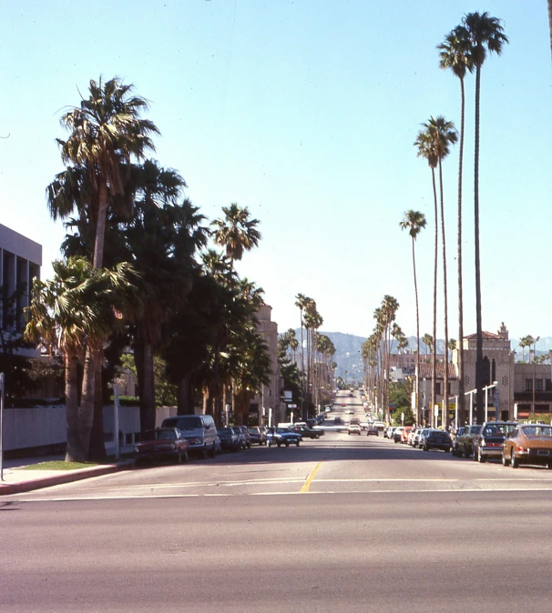 a street filled with lots of palm trees