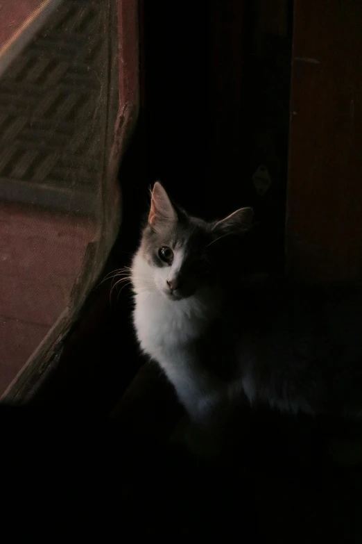 cat sitting in the dark in front of an open door