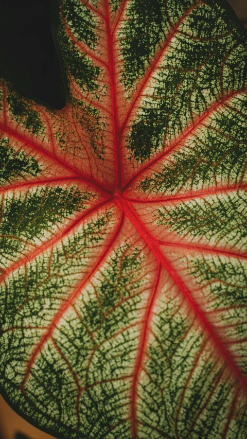 a close up of a leaf on a plant