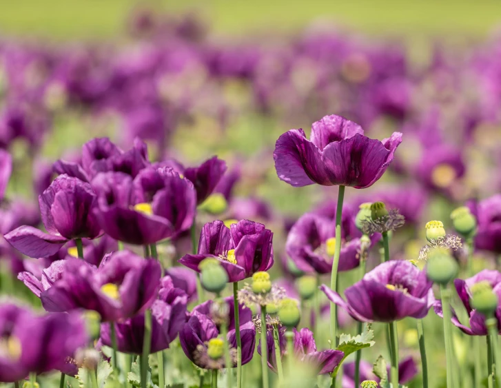 several purple flowers growing together in a field