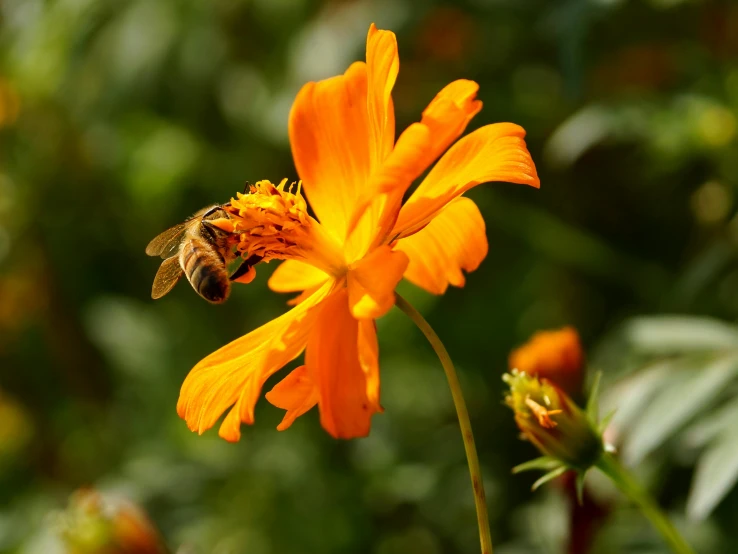 a honey bee on an orange flower