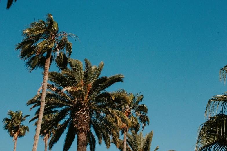 palm trees against a blue sky background