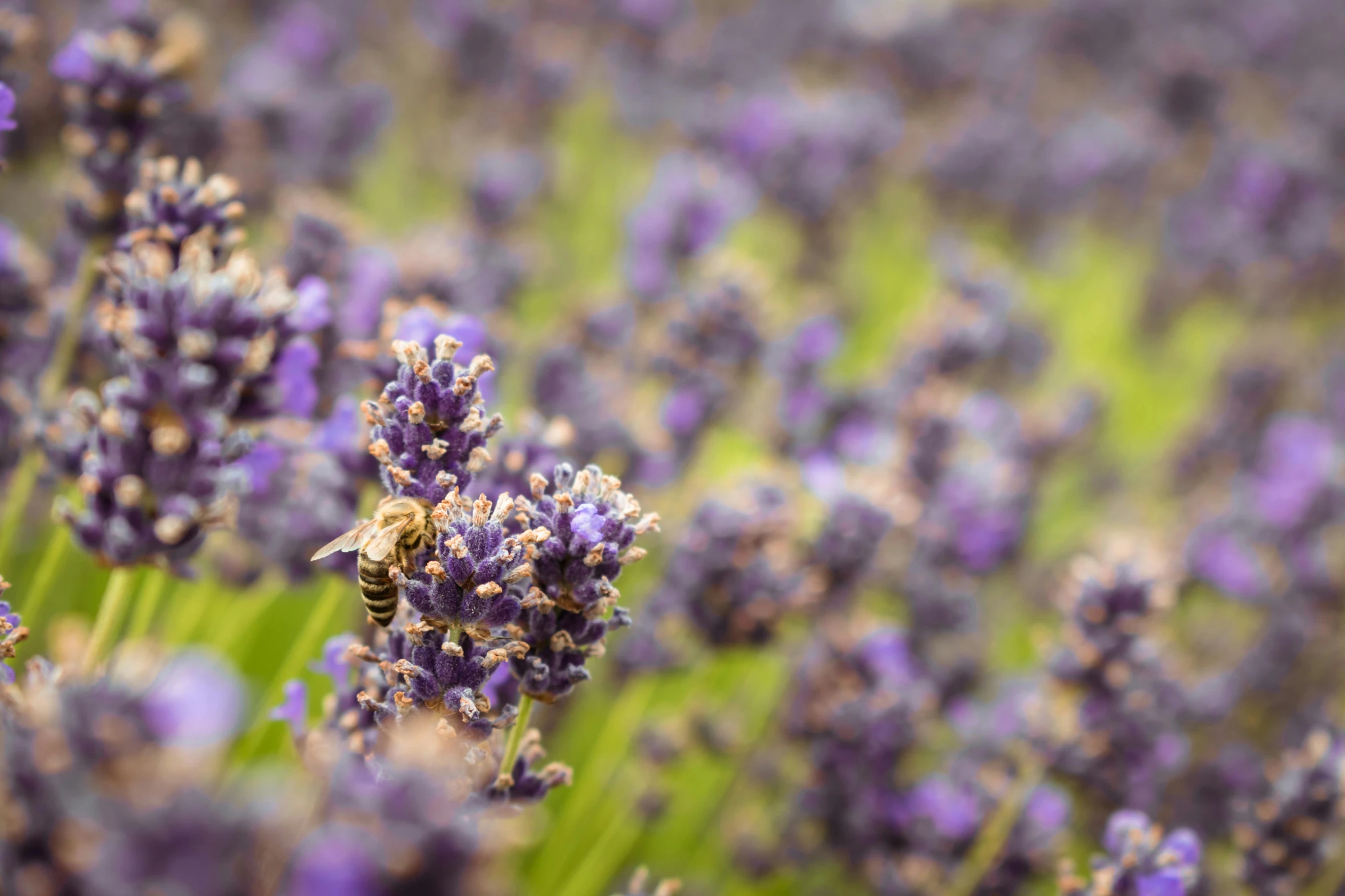 a lavender field full of bees resting on it