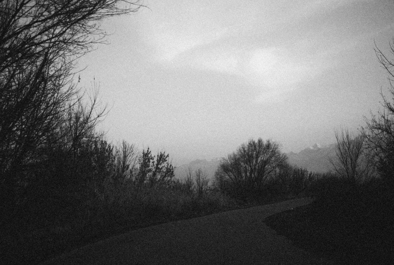 the trees line the trail while it is dark