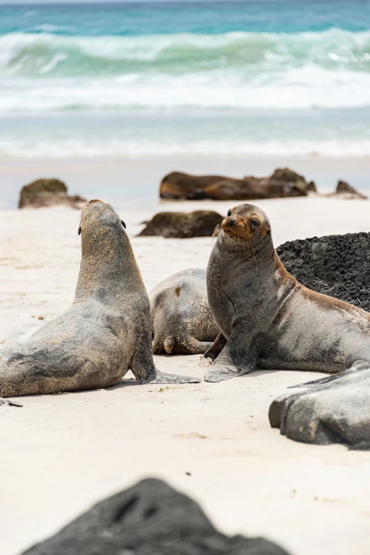 two seals relaxing on a beach near the ocean