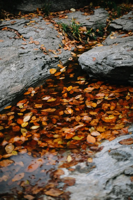 a pool with water and leaf strewn across it