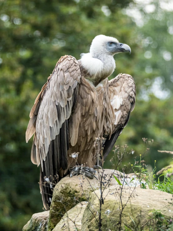 a big bird sitting on top of a large rock