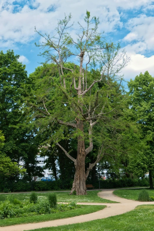 a large leafy tree and a pathway lead through the park