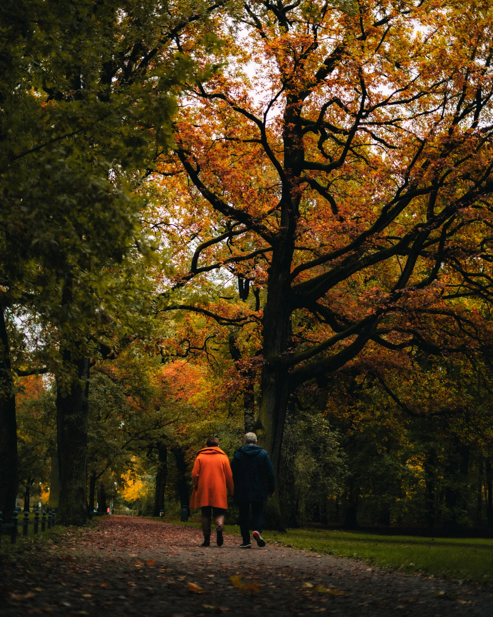 two people walking on a sidewalk between trees