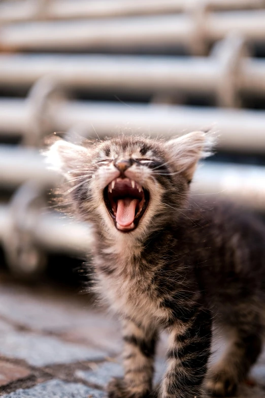 a young cat hissing and laughing outdoors