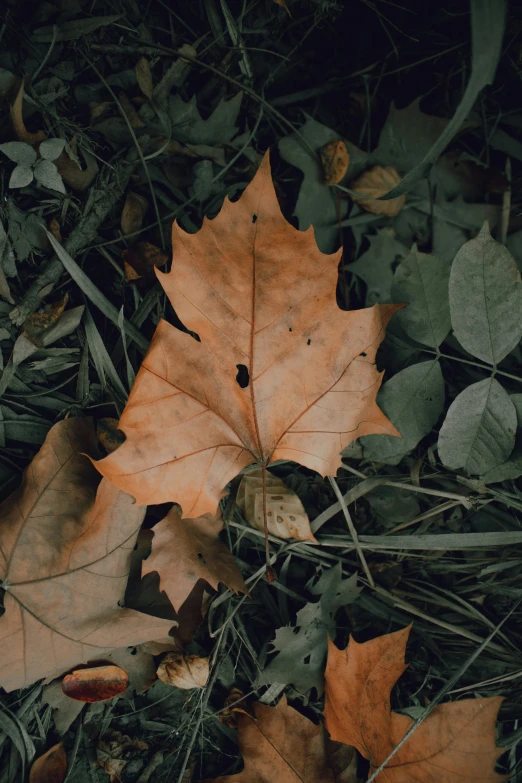 an orange maple leaf on the ground near leaves