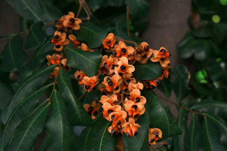 a small tree with a bunch of flowers growing on it