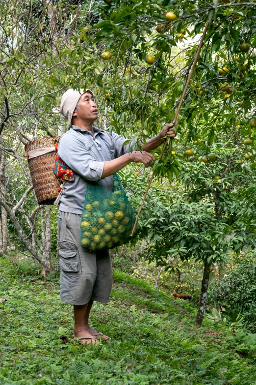 man holding baskets looking upward in an apple orchard