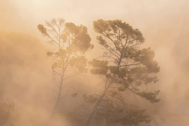 trees stand out against the fog in a clearing