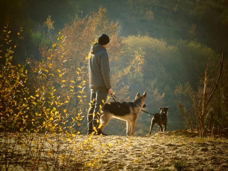 man walking his dog on leash in front of woods