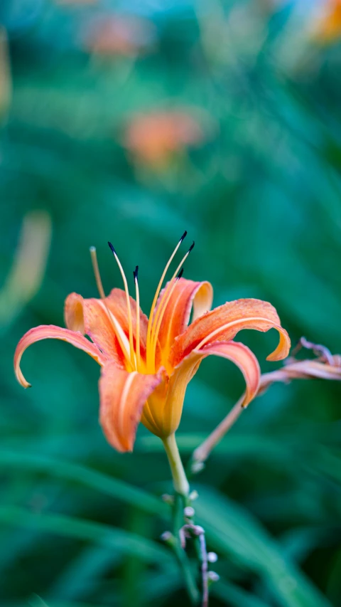 a closeup of an orange flower on green leaves