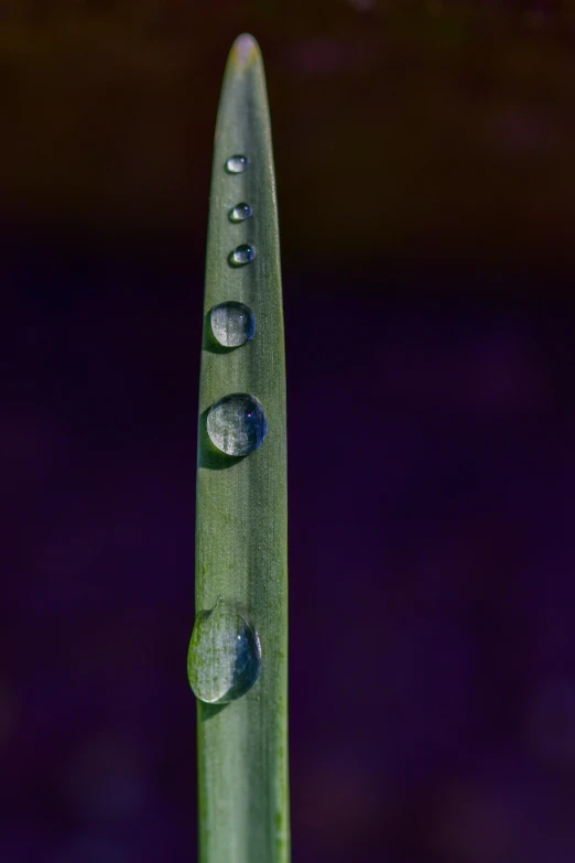 three drops on a stem that has some grass