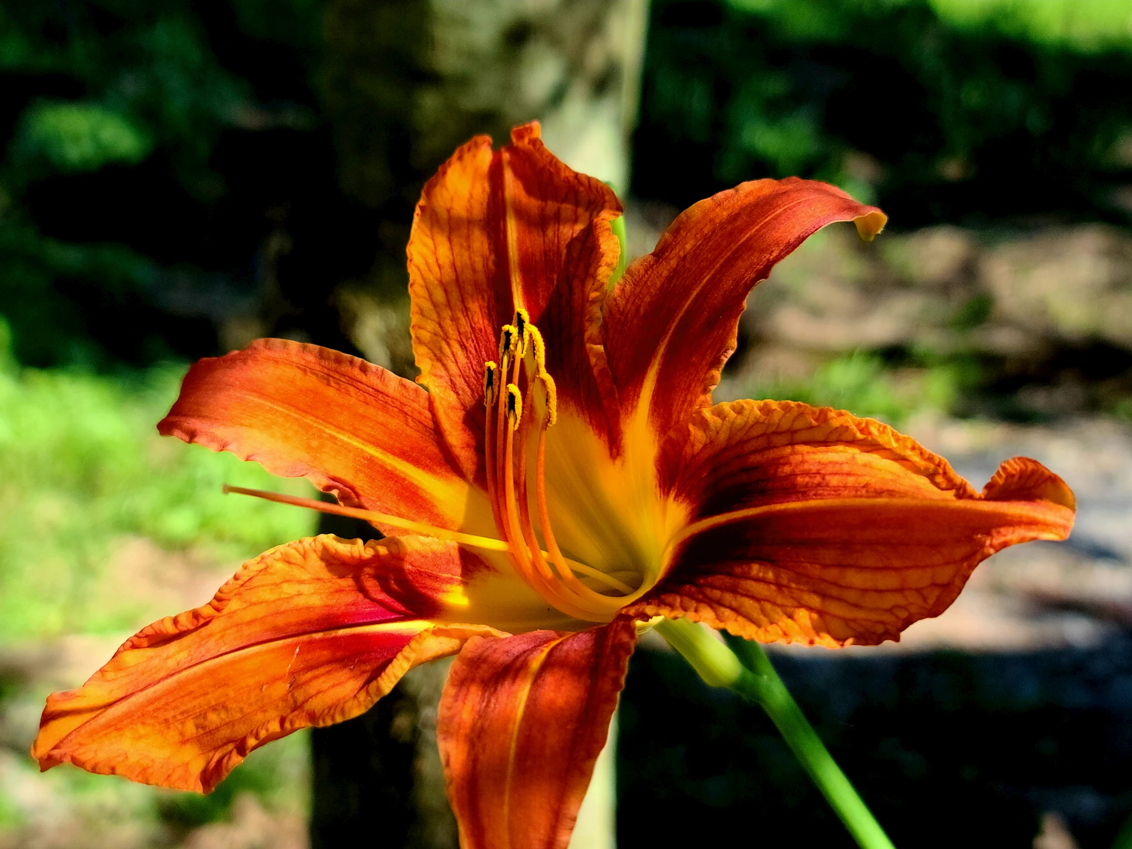 a single flower is shown in a sunny setting