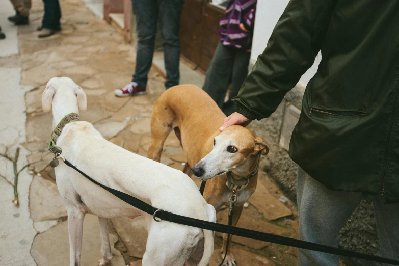 a group of three dogs on leashes standing near each other