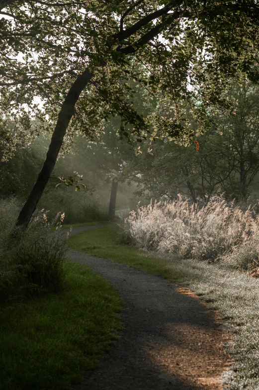 a dirt path running through a green forest