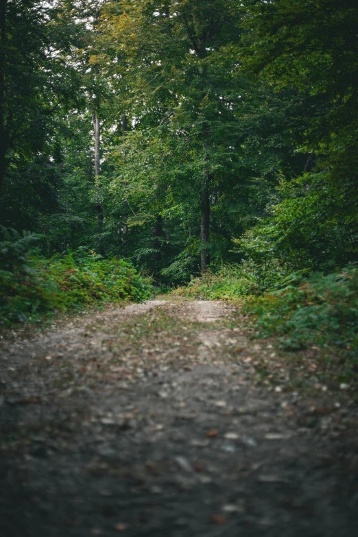 a dirt road surrounded by lots of trees and leaves