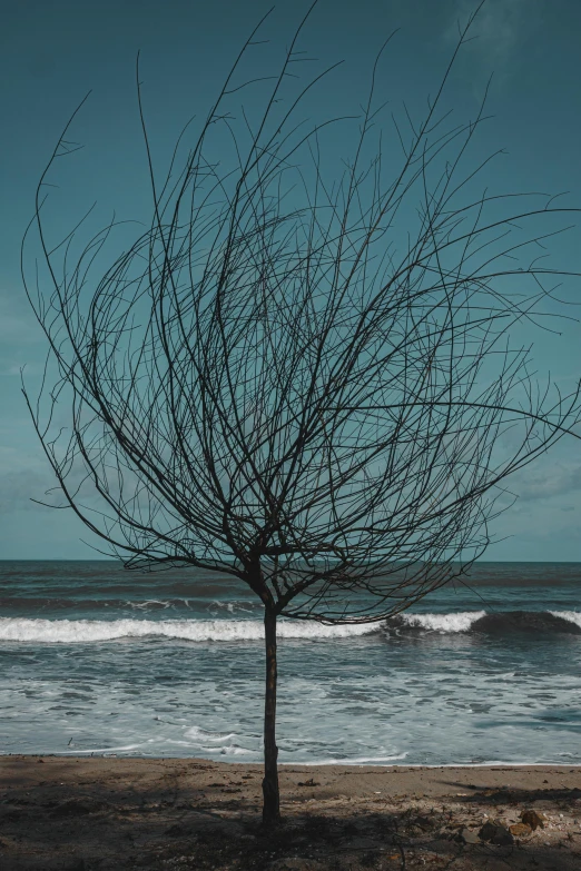 a tree with many leaves by the beach