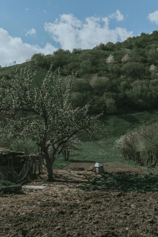 a tree sitting on top of a dirt field