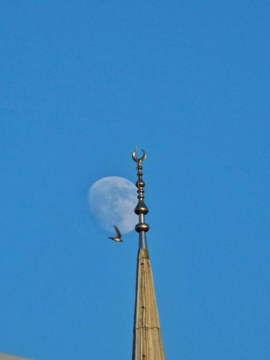 a bird flying over an old building in the background