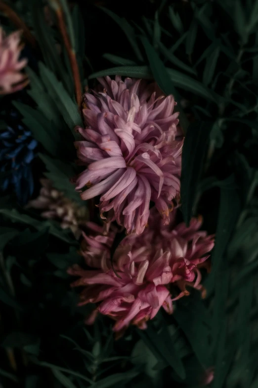 several purple and green flowers on black ground