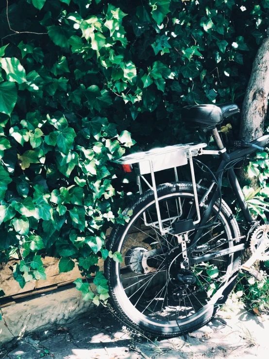 the bike is parked near a small tree