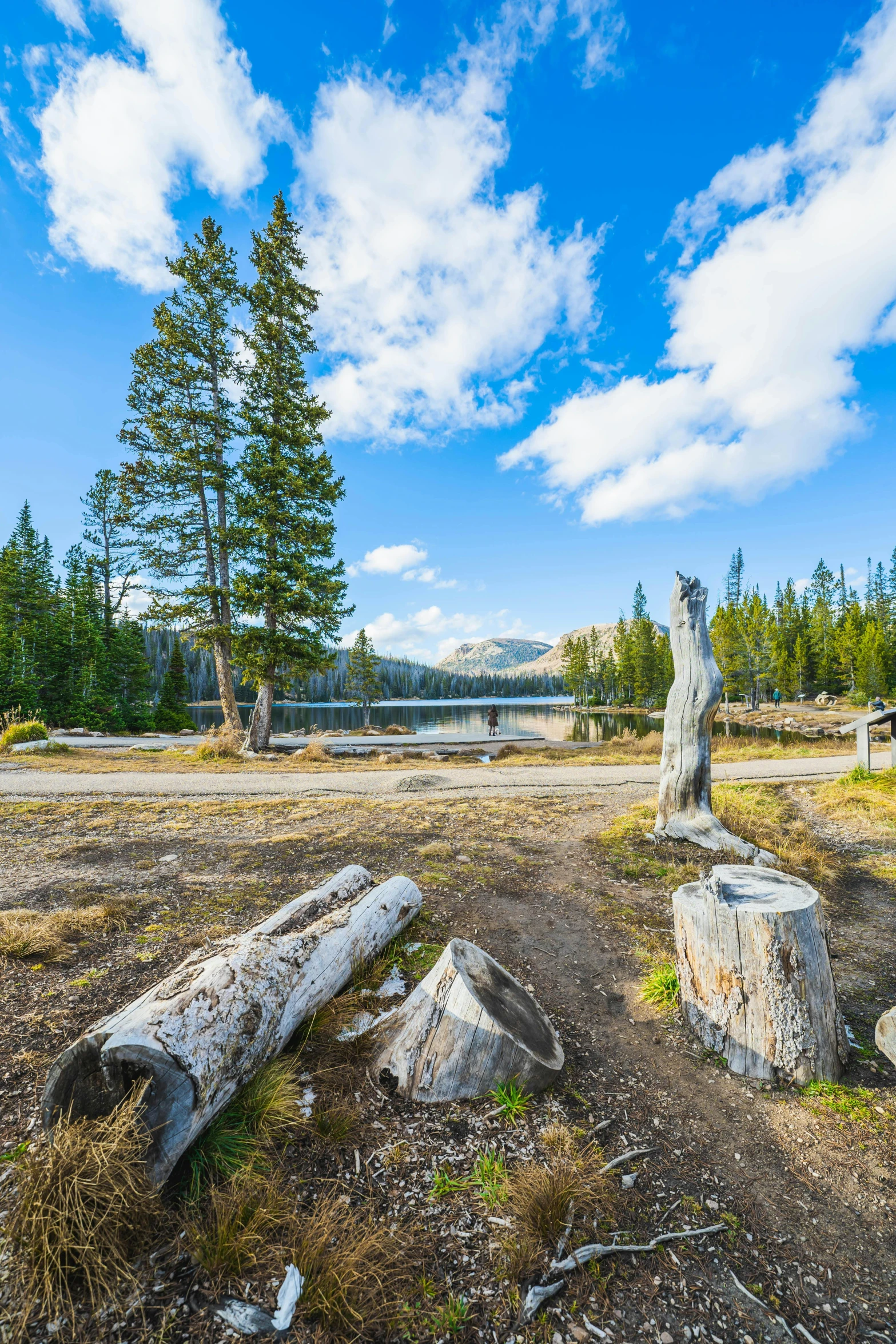 the forest is being built around the trees