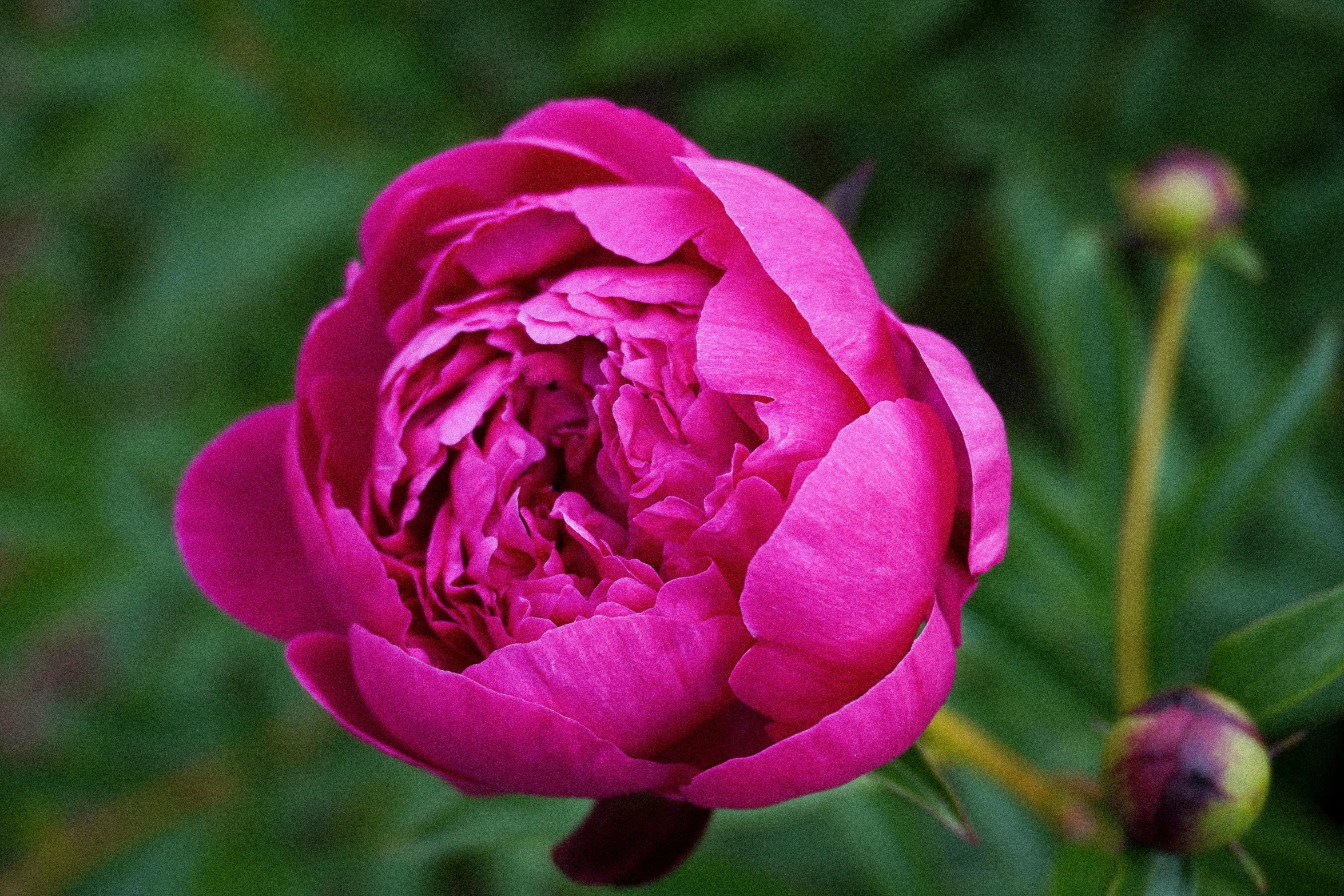 a pink flower growing in the grass