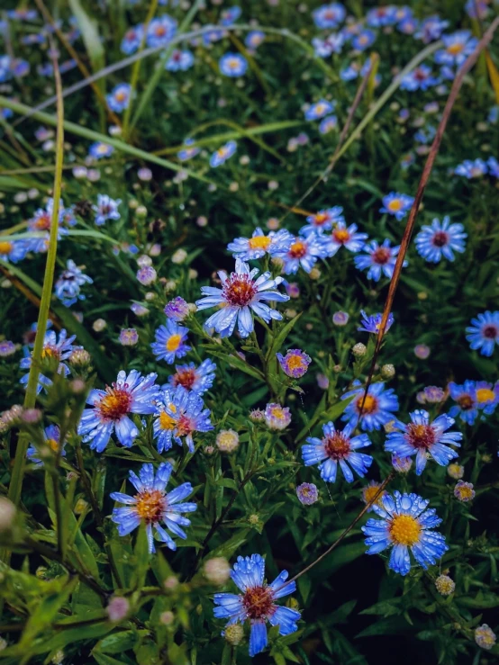 blue and yellow flowers in a field near a house