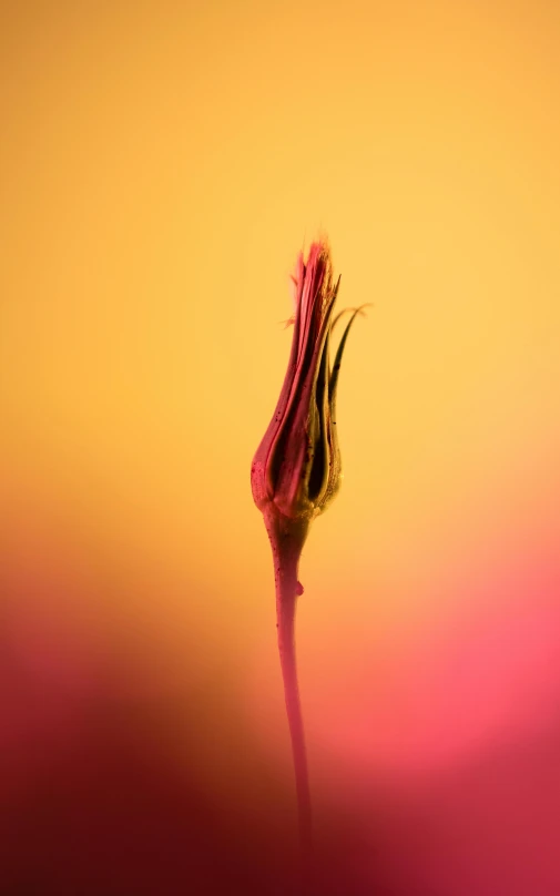 a pink flower in the middle of a yellow and red background