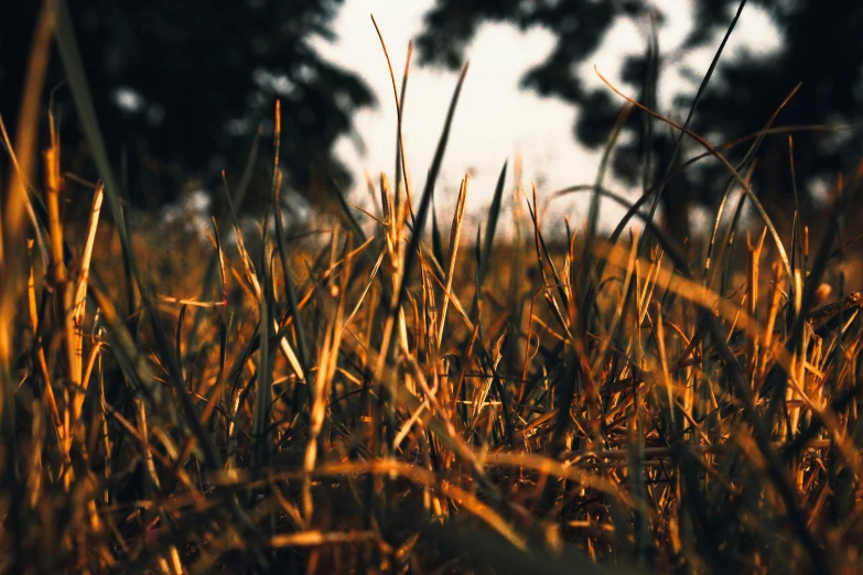 close up view of grass in field with trees in background