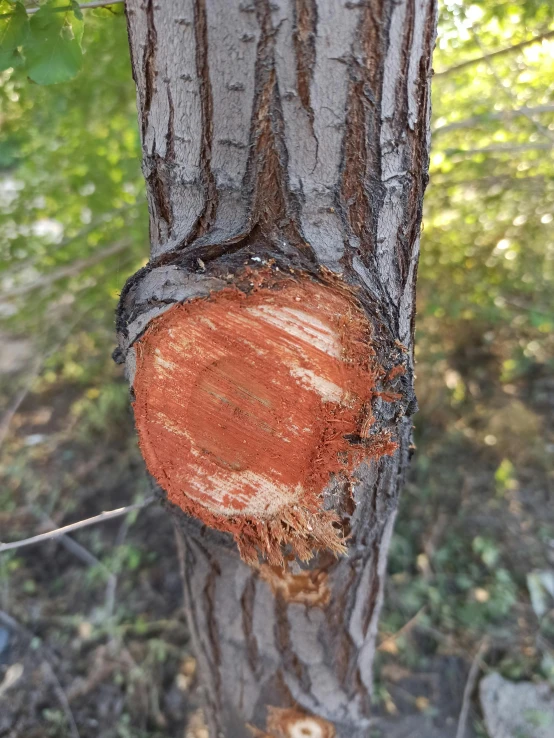 a piece of wood on the trunk of a tree