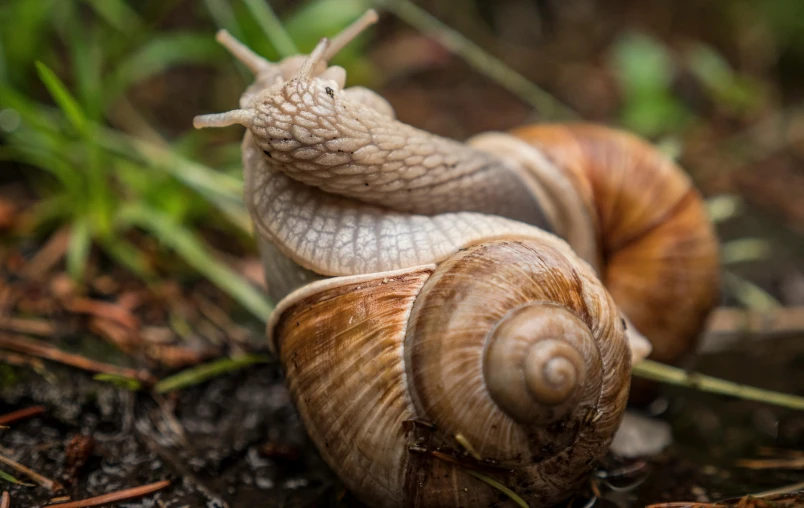 snails that are brown and white and sitting on the ground