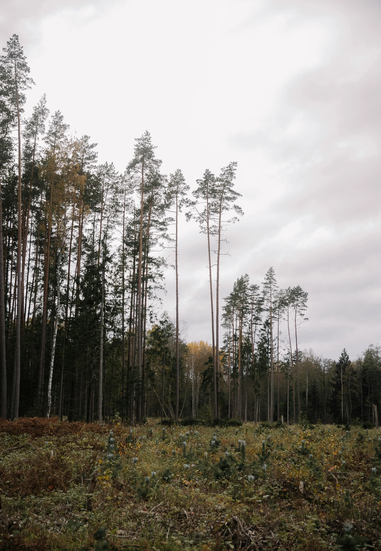 a large field with some very tall trees