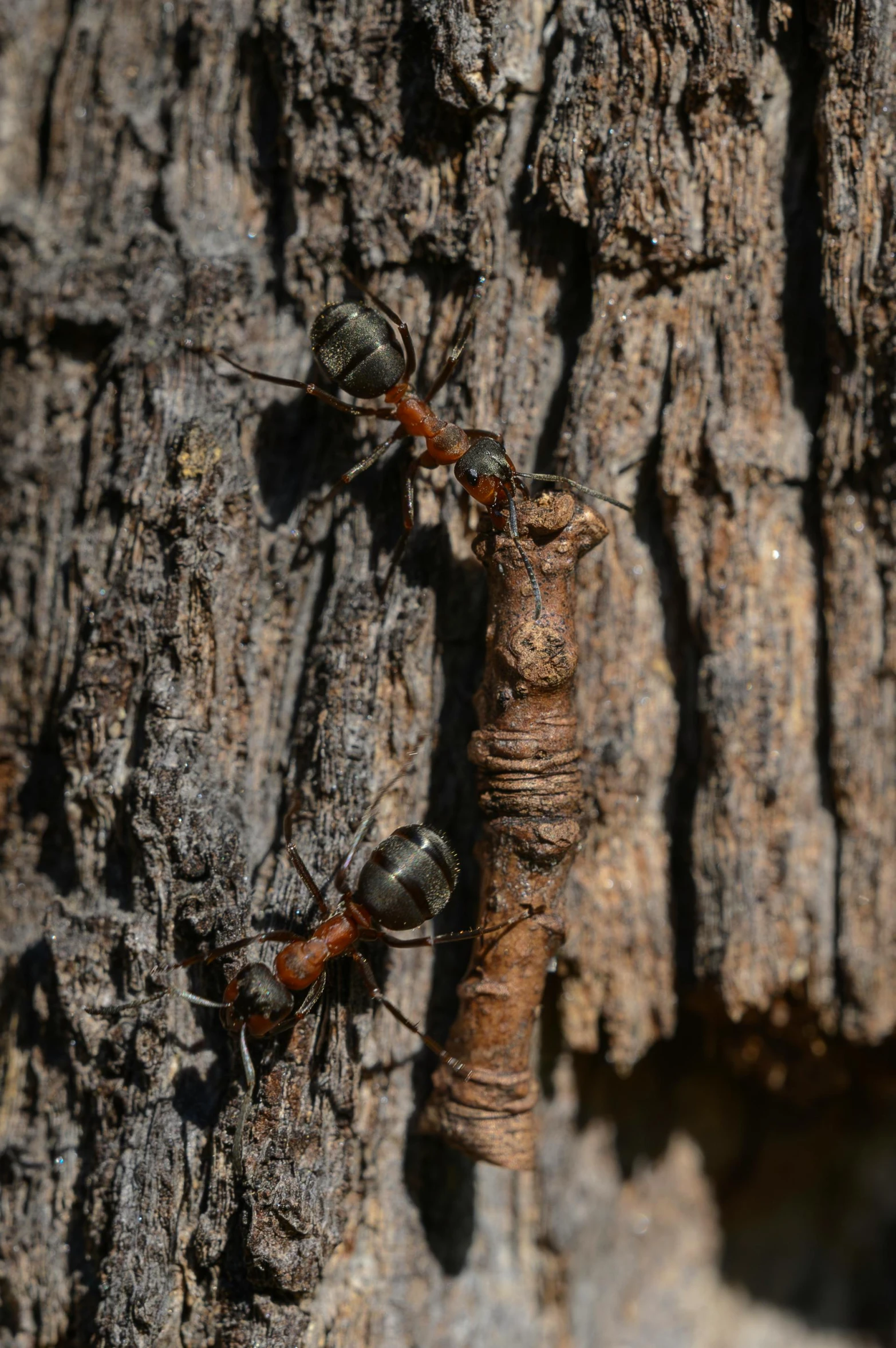 two brown bugs are hanging from a hollow