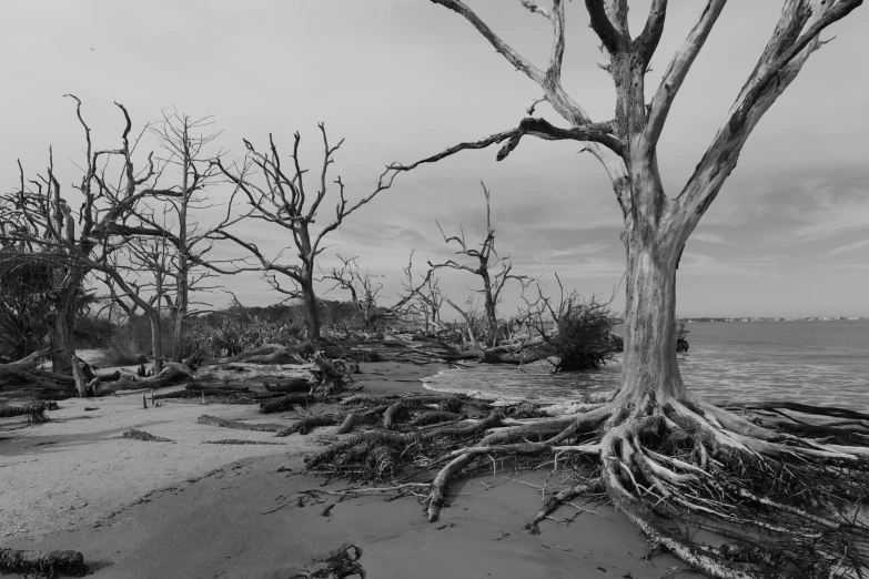 an old tree with root system and many dead trees