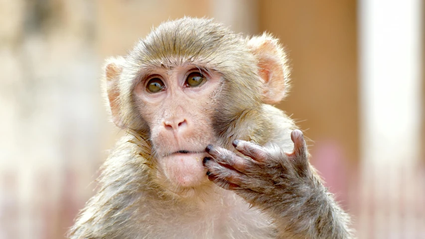 a monkey is shown with his hand on its mouth