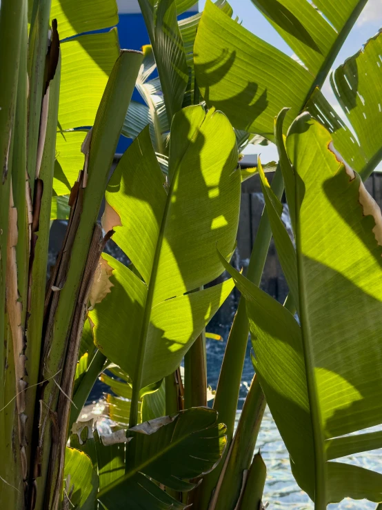 a bunch of leaves from some very green trees