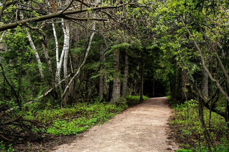 the path has been set among the trees