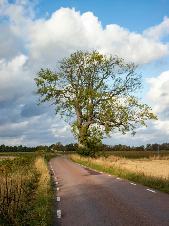 a lonely road leading to a large tree