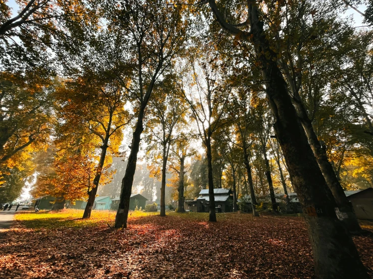 a picture of an open field with yellow leaves