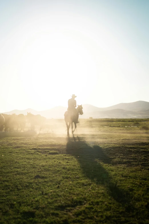 the man is riding the horse towards the herd