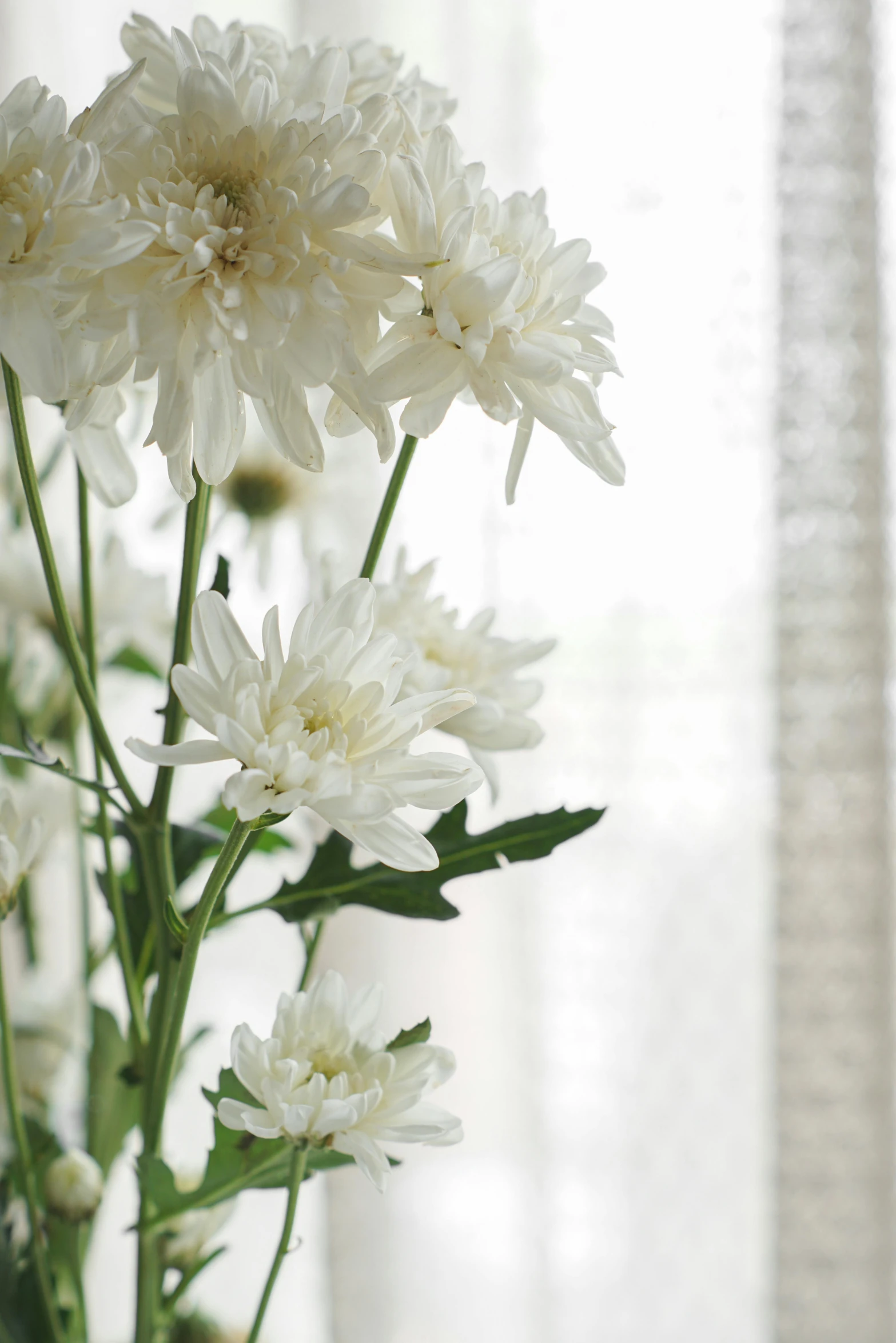 white flowers are in a glass vase on a table