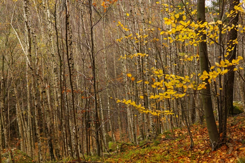 a group of trees that are in the middle of a forest