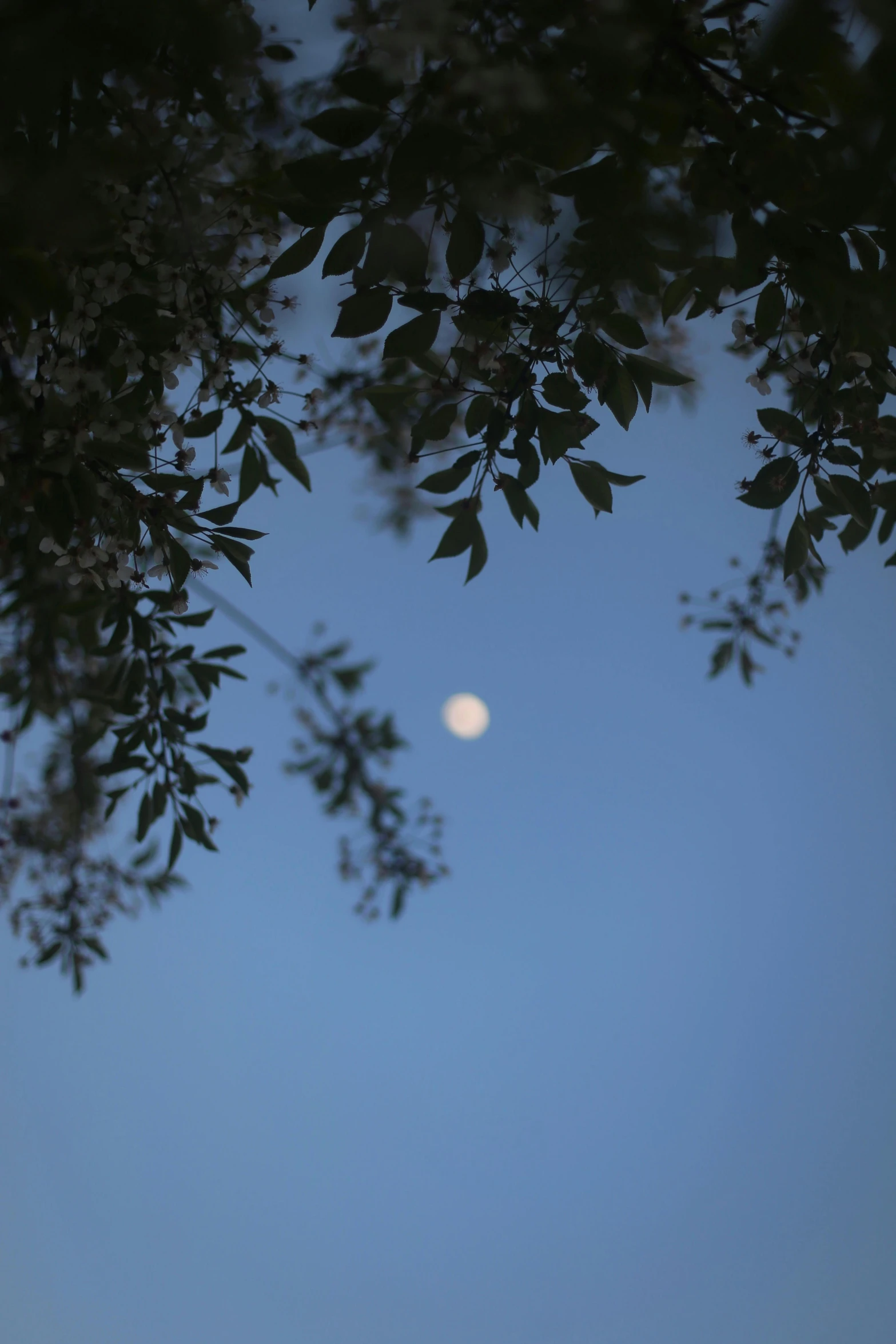 a airplane flies in the sky near some nches